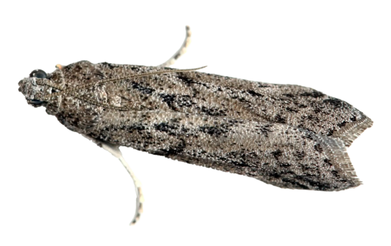 Mehlmotte (Ephestia kuehniella)