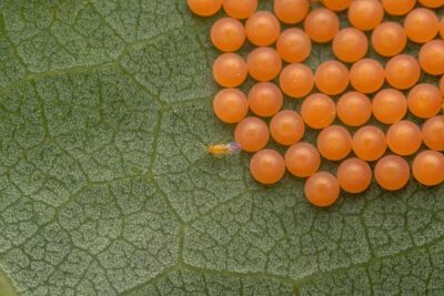 Eine Schlupfwespe parasitiert mehrere Motteneier