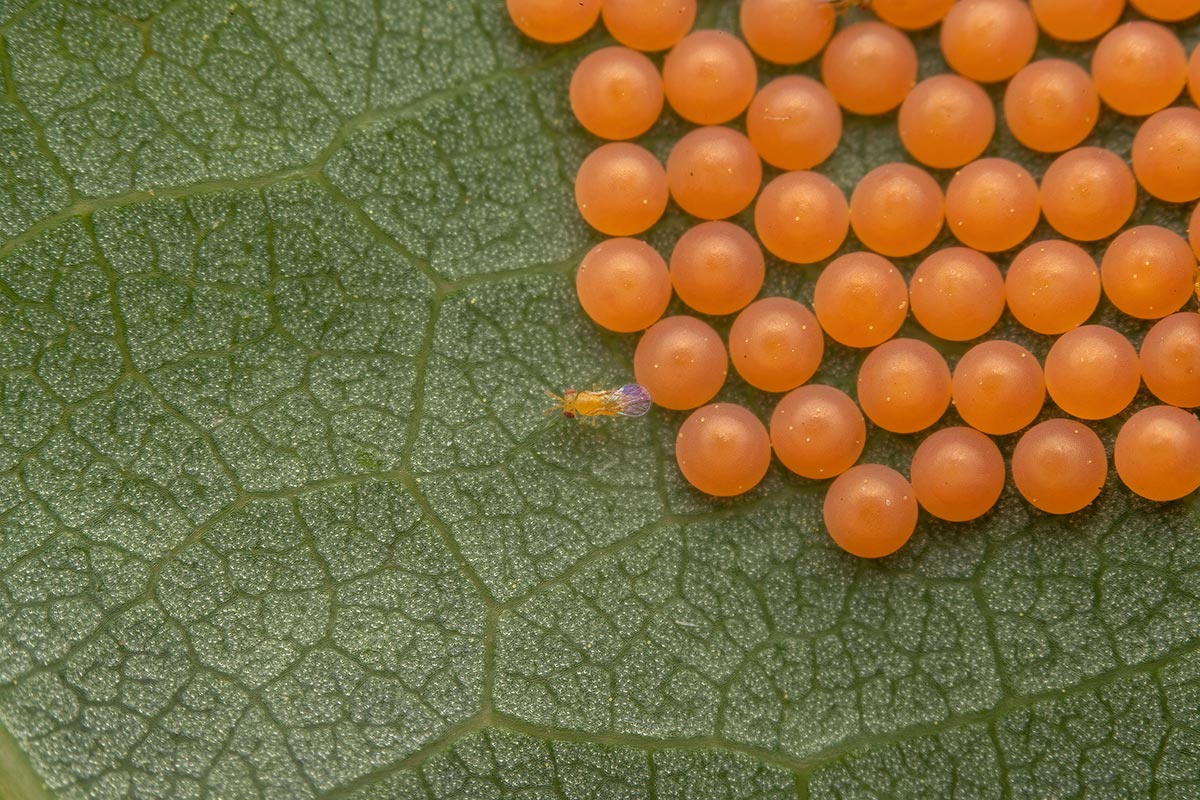 Eine Schlupfwespe parasitiert mehrere Motteneier